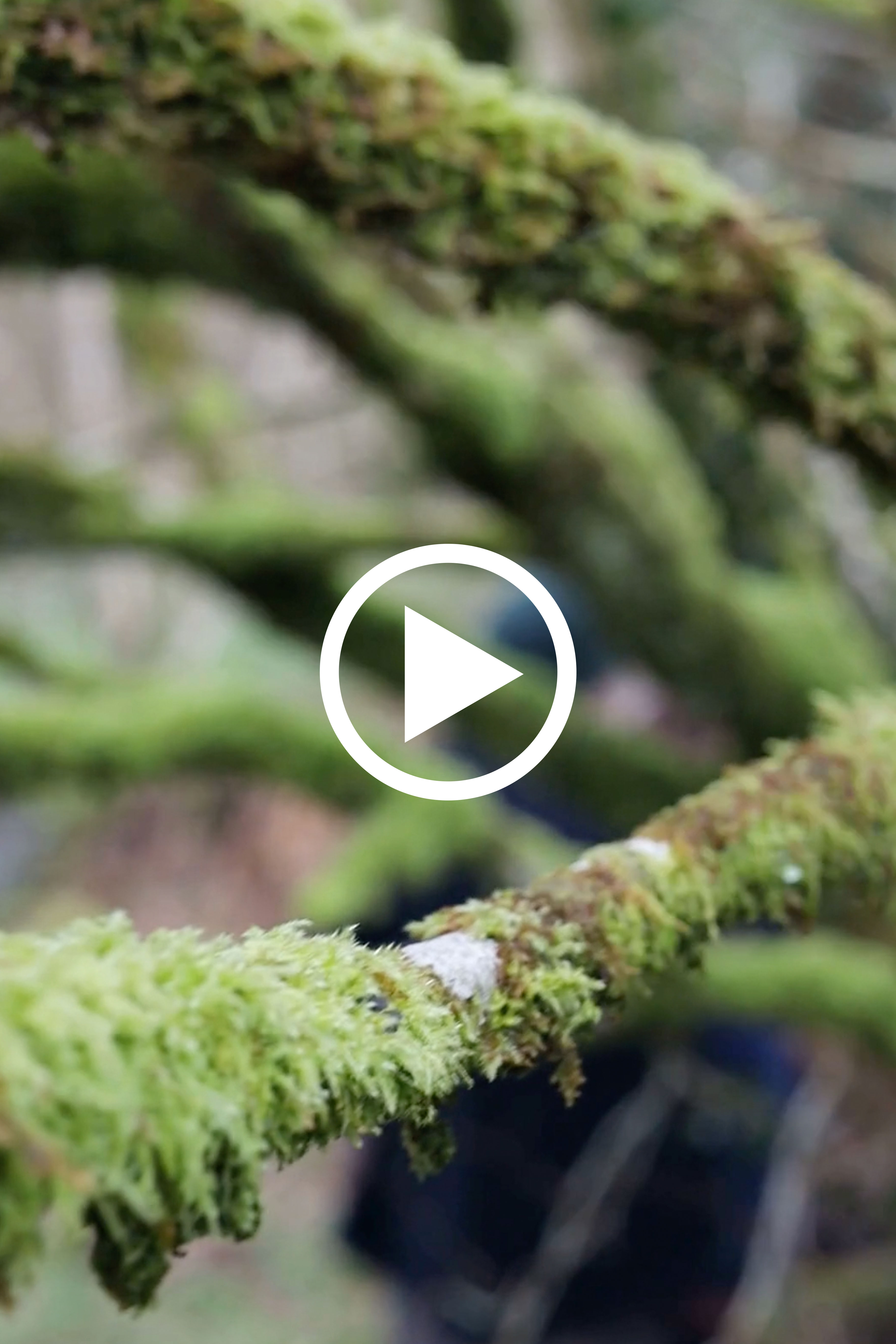 Cabilla tree planting day with Plant One, filmed and edited by me